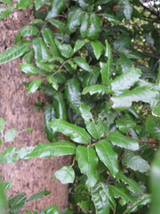 Alectryon excelsus excelsus