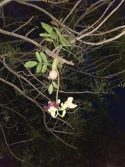 Kigelia africana