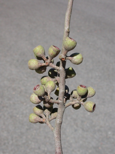 Eucalyptus obliqua