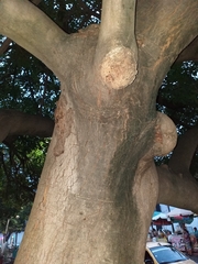 Kigelia africana