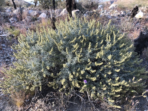 iNaturalist observation photo of Burrobush