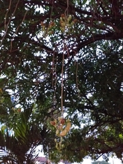 Kigelia africana