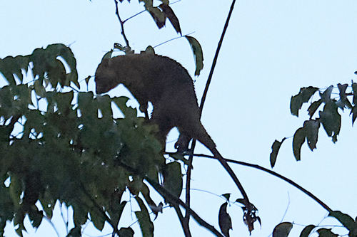 Phalanger rothschildi