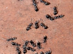 Technomyrmex jocosus