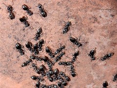 Technomyrmex jocosus