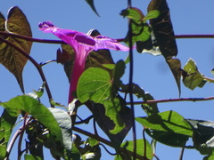 Ipomoea chenopodiifolia