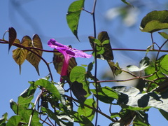 Ipomoea chenopodiifolia