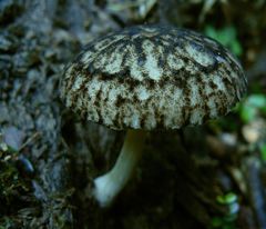 Pluteus readiarum