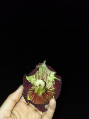 Kigelia africana