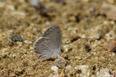 Celastrina echo gozora
