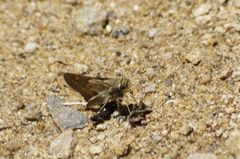 Atalopedes campestris huron