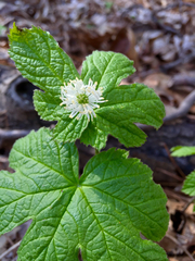 Hydrastis canadensis