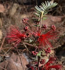 Calliandra hirsuta