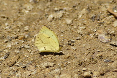 Abaeis salome jamapa