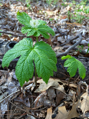 Hydrastis canadensis