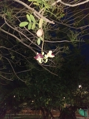 Kigelia africana