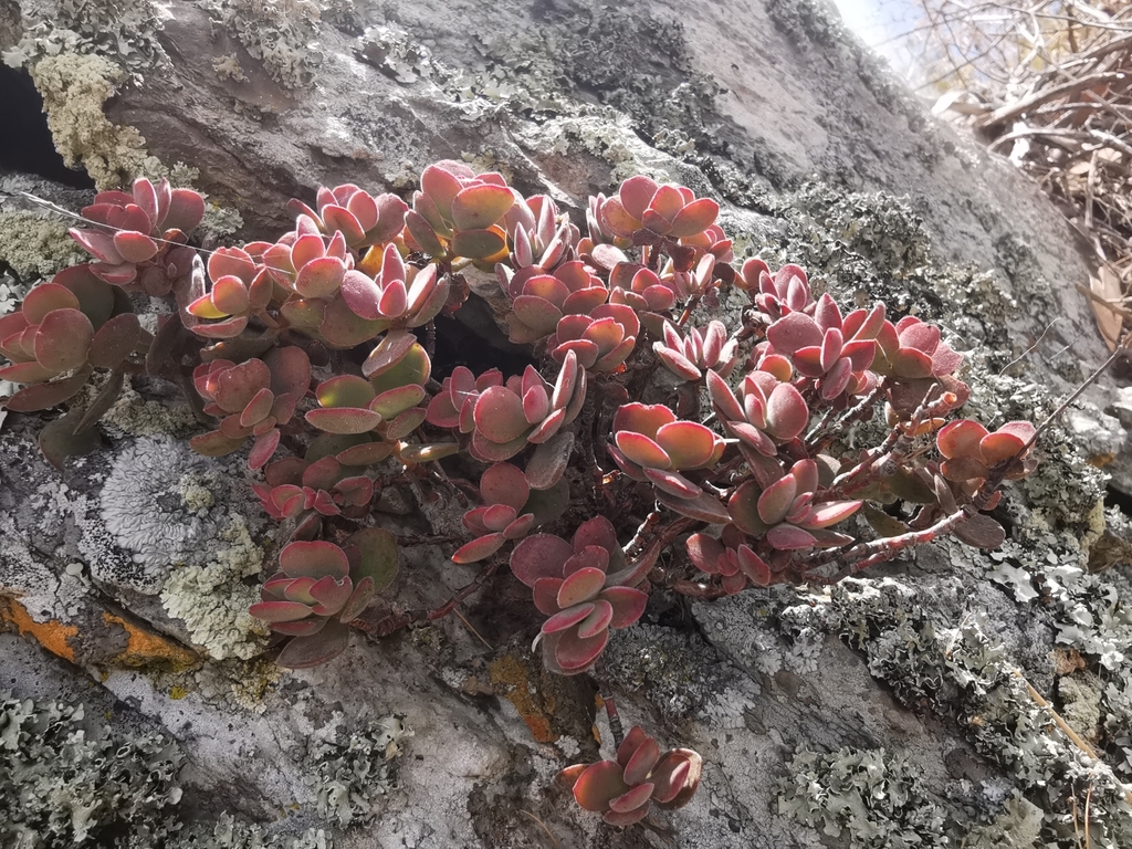 purple crassula on November 24, 2023 at 11:21 AM by michelledw ...