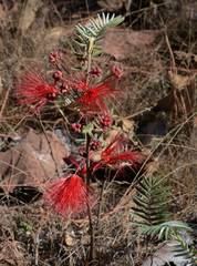 Calliandra hirsuta