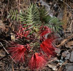 Calliandra hirsuta