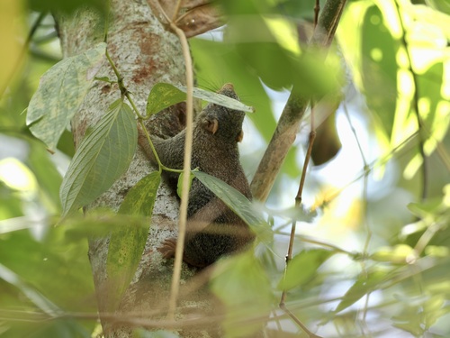 Prosciurillus alstoni