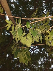 Kigelia africana