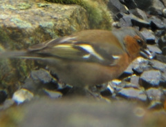 Fringilla coelebs
