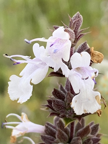Salvia mellifera