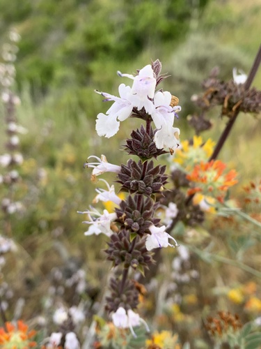 Salvia mellifera