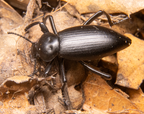 Dentate Stink Beetle photo 3