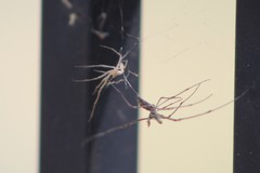 Tetragnatha elongata