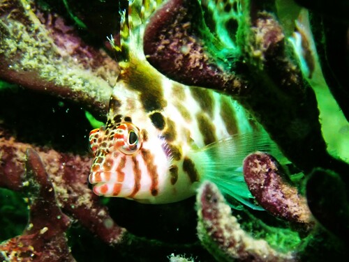 Photo of Blotched hawkfish (Cirrhitichthys aprinus)