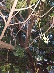 Kigelia africana