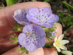 Phacelia strictiflora