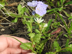Phacelia strictiflora