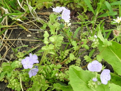 Phacelia strictiflora