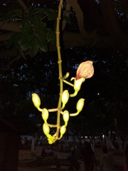 Kigelia africana