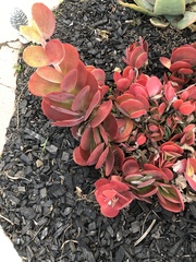 Kalanchoe luciae
