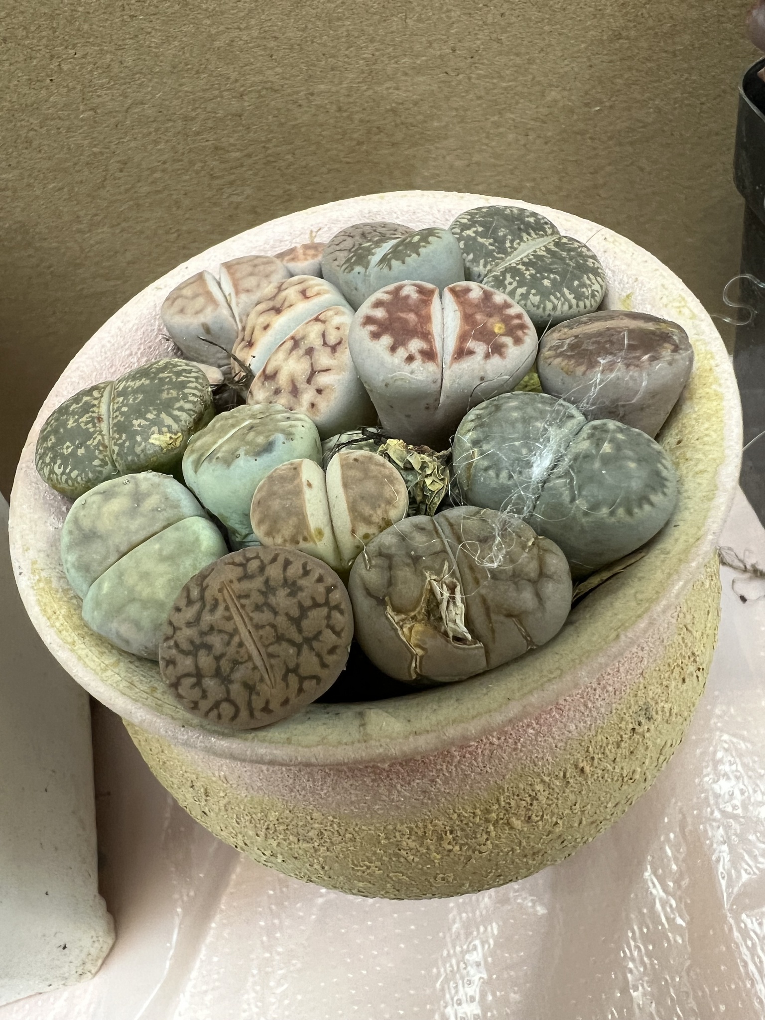 Lithops archerae de Boer