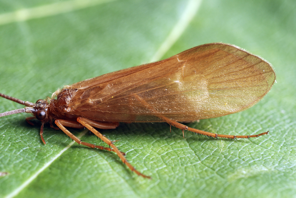 Anabolia laevis