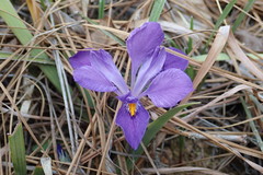 Iris verna smalliana