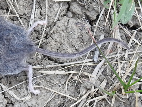 Northern Pygmy Mouse