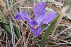 Iris verna smalliana