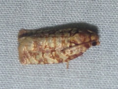 Archips georgiana