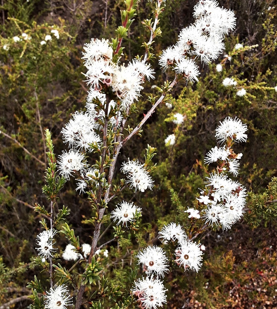 Butterfly Bush from Blue Mountains Nat'l Park NSW 2787, Australia on