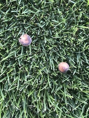 Panaeolus foenisecii