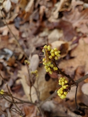 Rhus aromatica aromatica