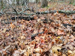 Rhus aromatica aromatica