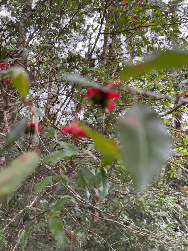 Small-leaved plane from Payne St, Eumundi, QLD, AU on November 25, 2023 ...