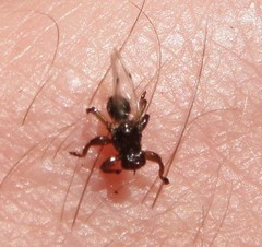 Lipoptena depressa