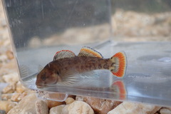 Etheostoma etowahae